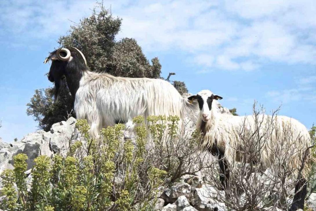 κτηνοτροφία