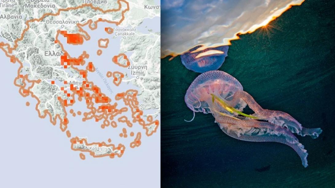 μωβ μεδουσες