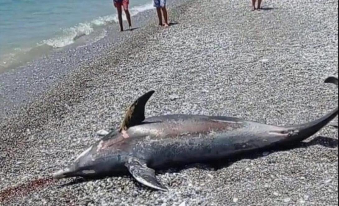 Θαλάσσιο κήτος ξεβράστηκε σε παραλία προκαλώντας πανικό 