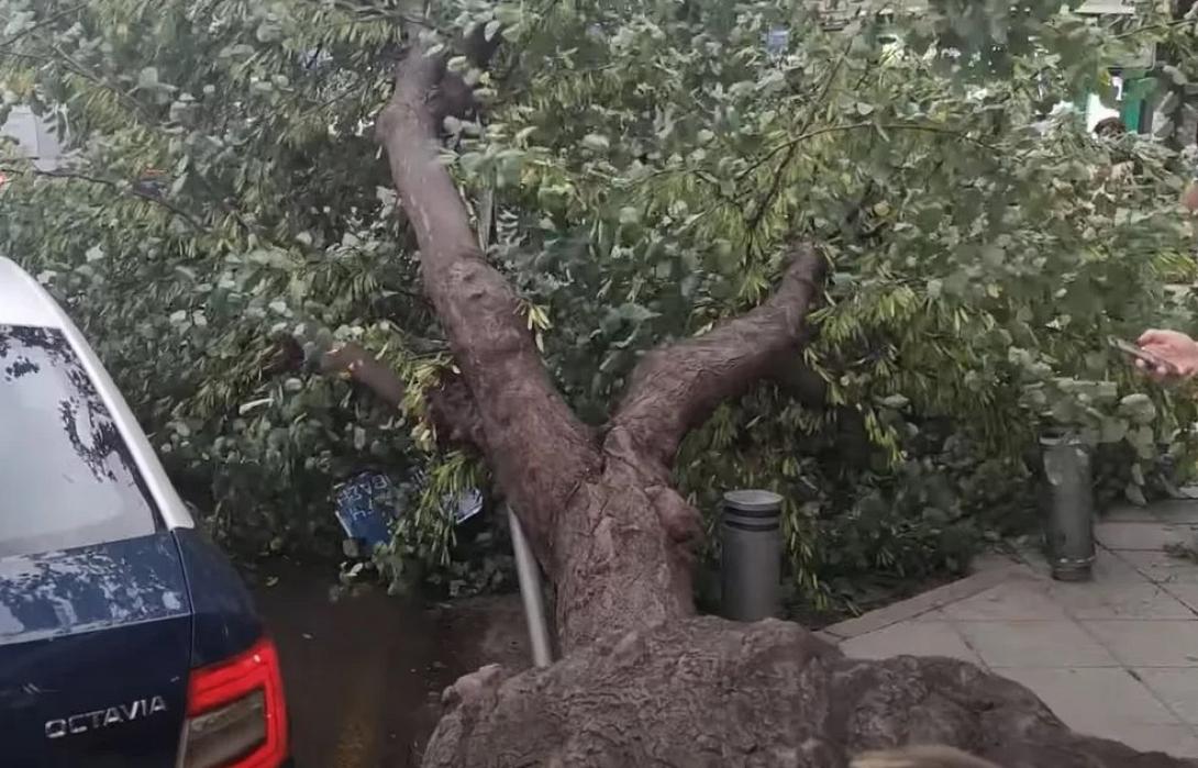 δέντρο