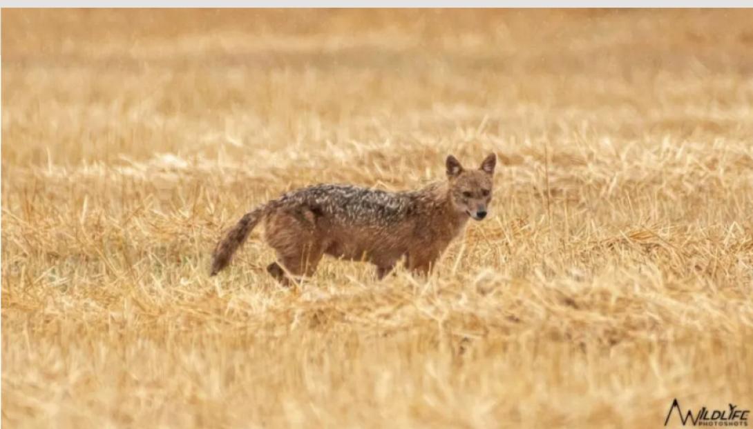 ΧΡΥΣΟ ΤΣΑΚΑΛΙ