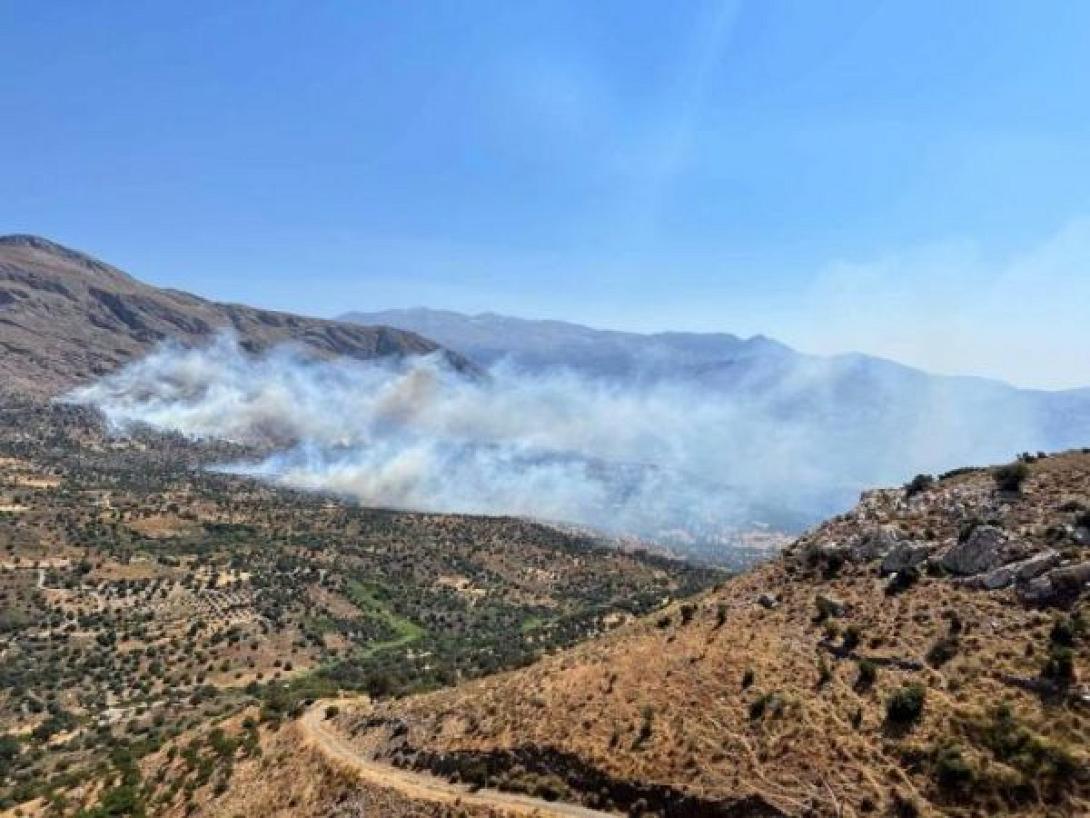 ορνέ
