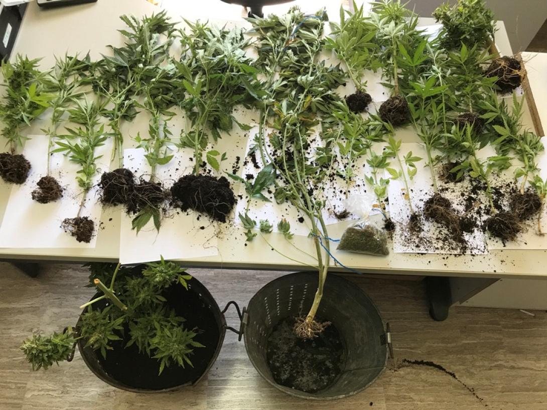 Ηράκλειο: Βρήκαν τα χασισόδεντρα και πέρασαν χειροπέδες σε δύο άνδρες