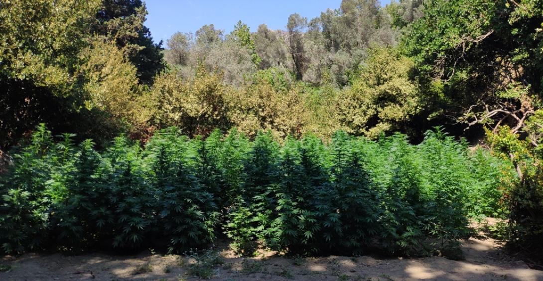 Κρήτη: Μεγάλη χασισοφυτεία εντόπισε η αστυνομική επιχείρηση