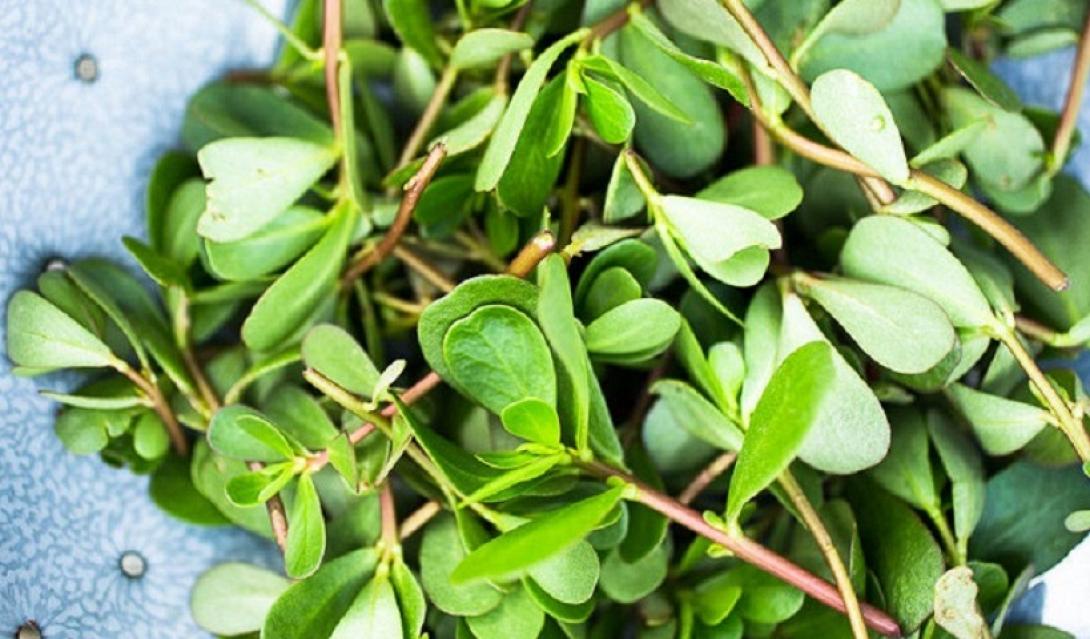 γλιστρίδα, αντράκλα