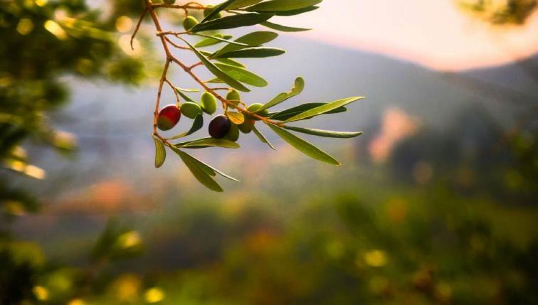 δακοκτονία