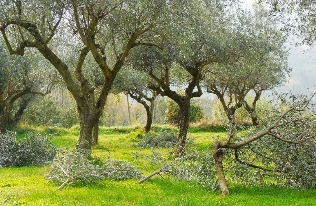 ελαιόδεντρα