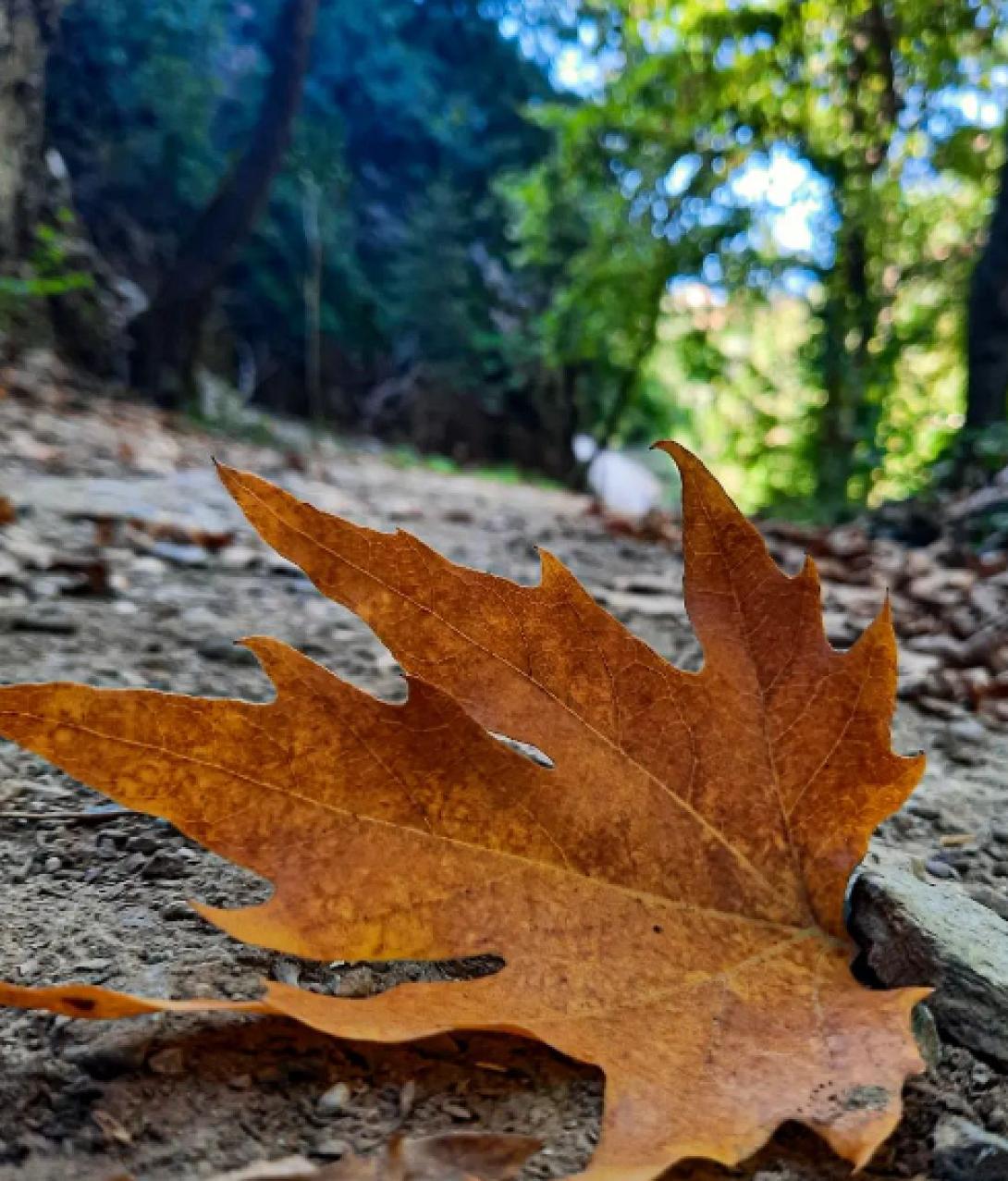 φθινό
