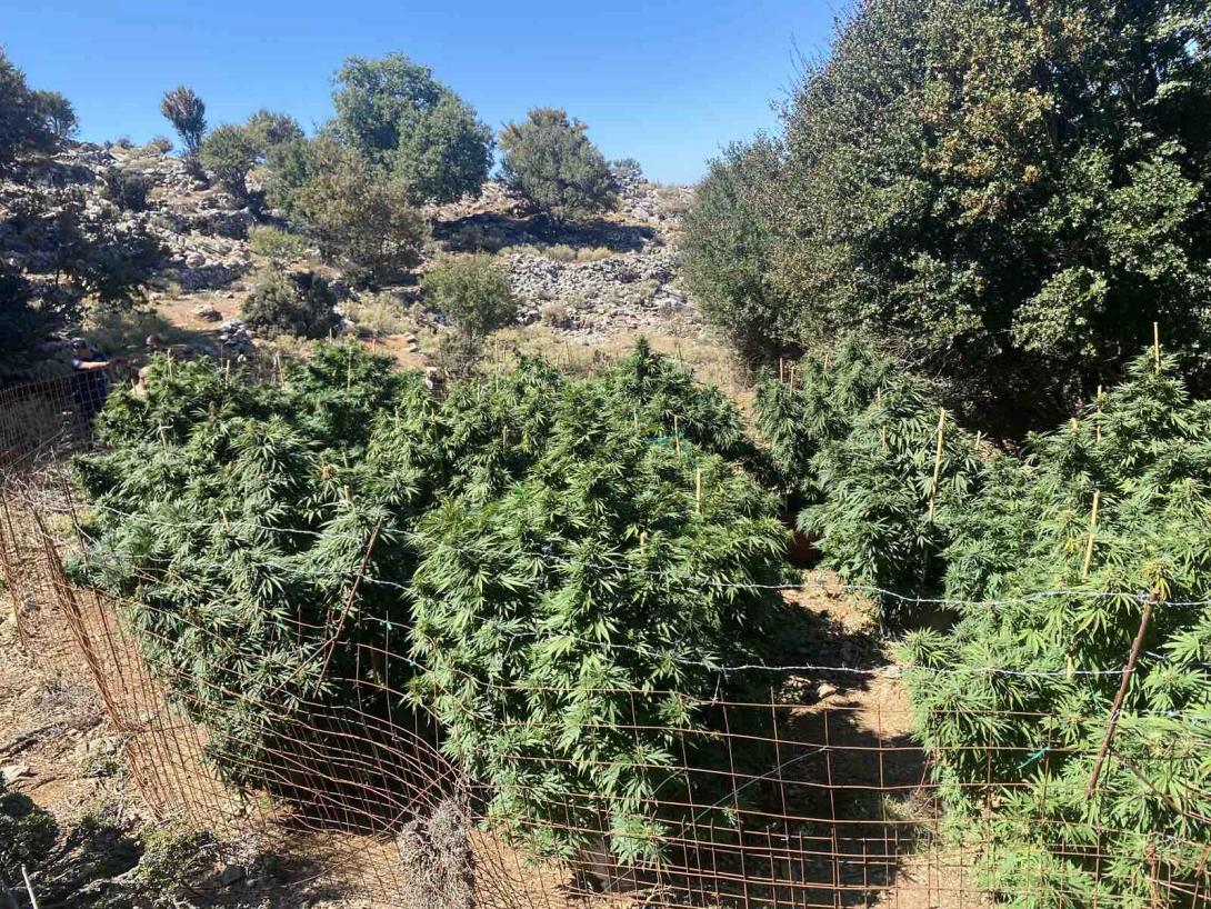 Μεγάλη επιχείρηση της αστυνομίας - Εντοπίστηκαν 327 χασισόδεντρα
