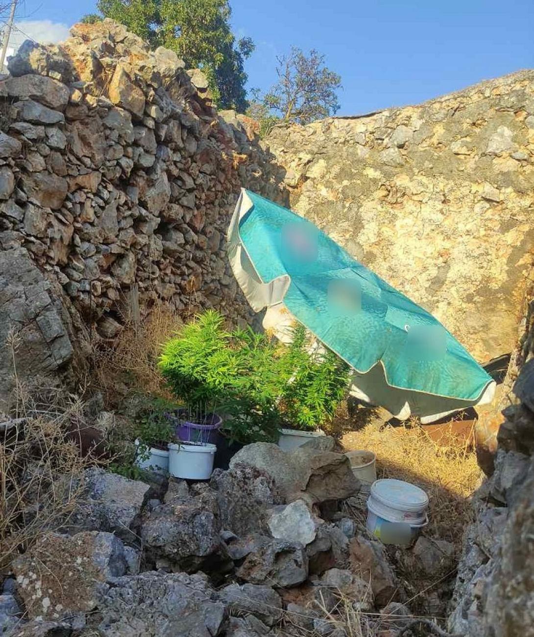 κάνναβη