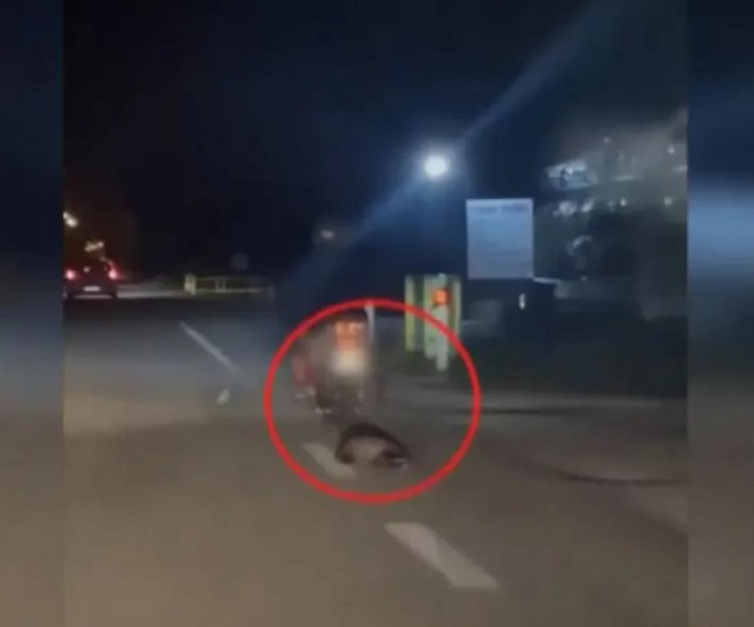 κακοποίηση ζώου