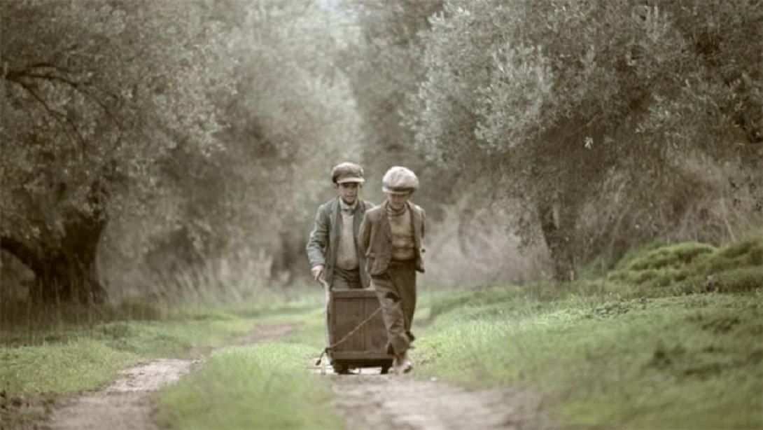 The Olive Tree Will Always Be Here, ελιές, μάζεμα ελιάς