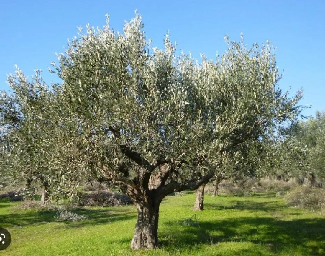 ελιά