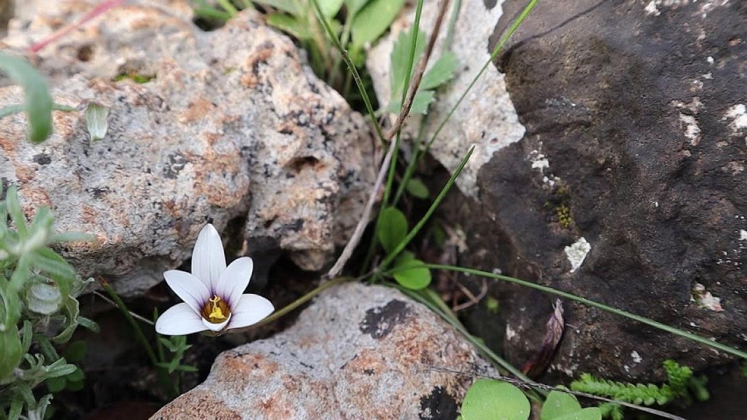 αγριολούλουδο της Κρήτης