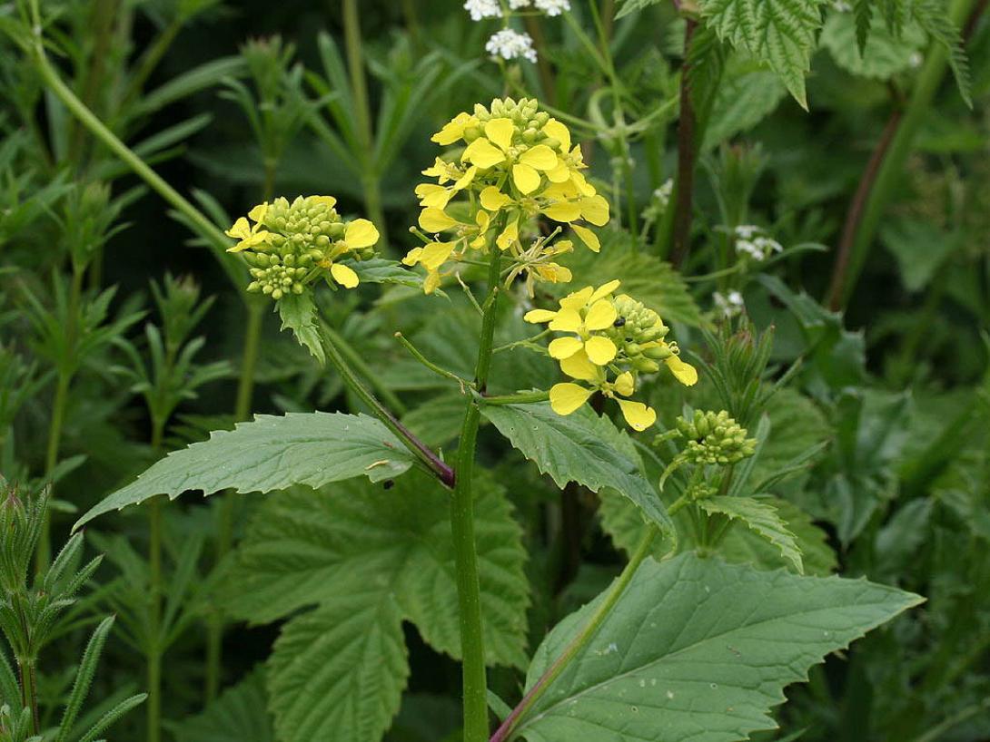 βρούβες, σινάπι