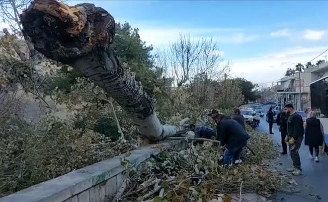δεντρο