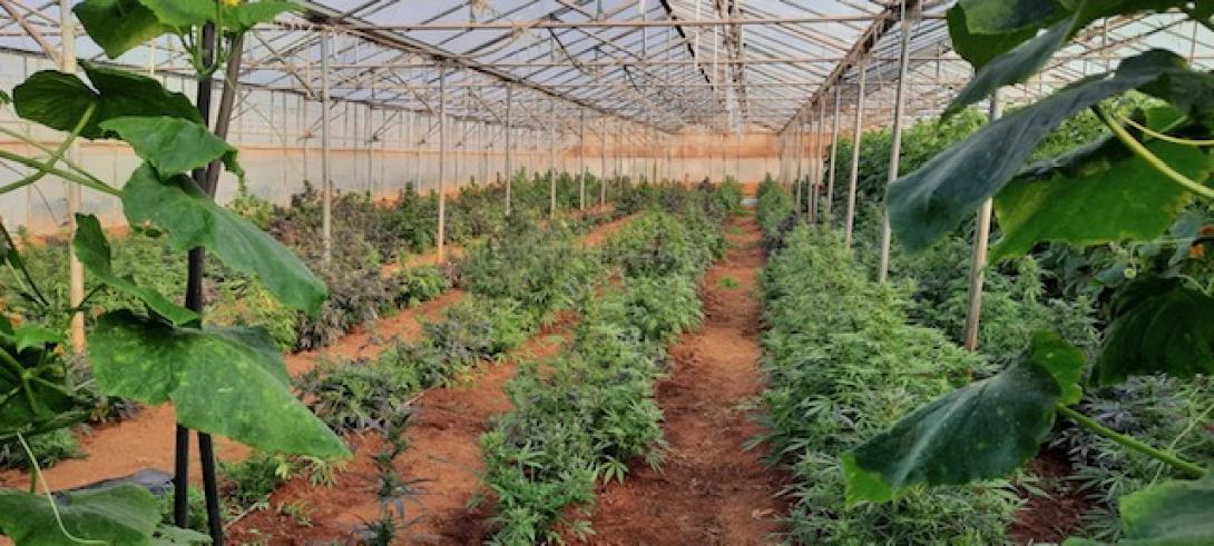 Σάρωσαν εγκληματική ομάδα που καλλιεργούσε χασίς