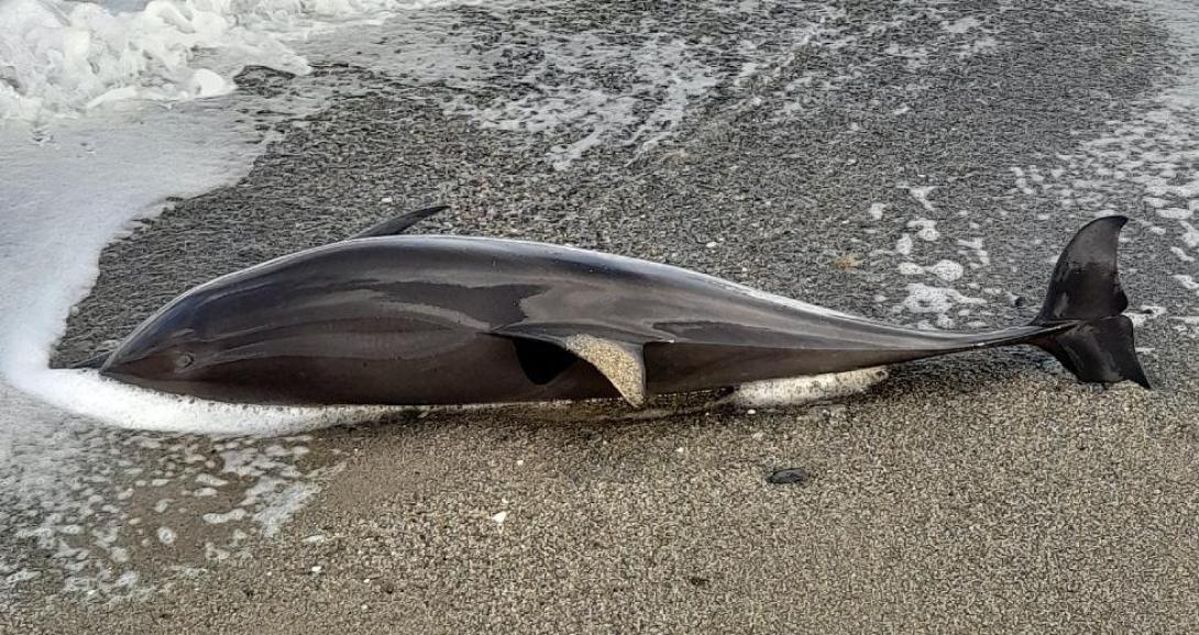 νεκρο δελφινι ρεθυμνο