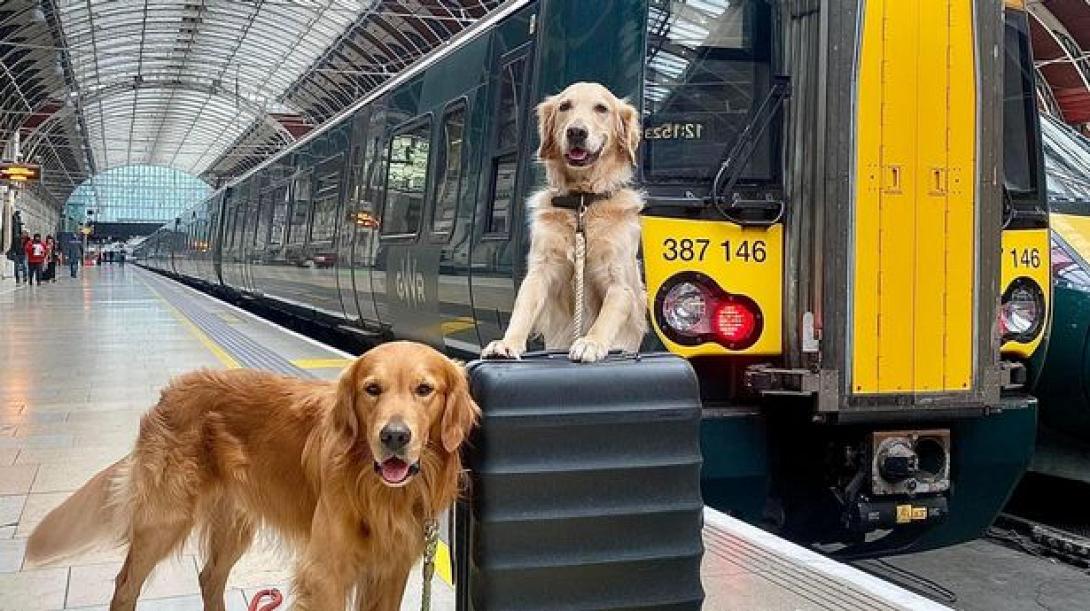 golgen retriever