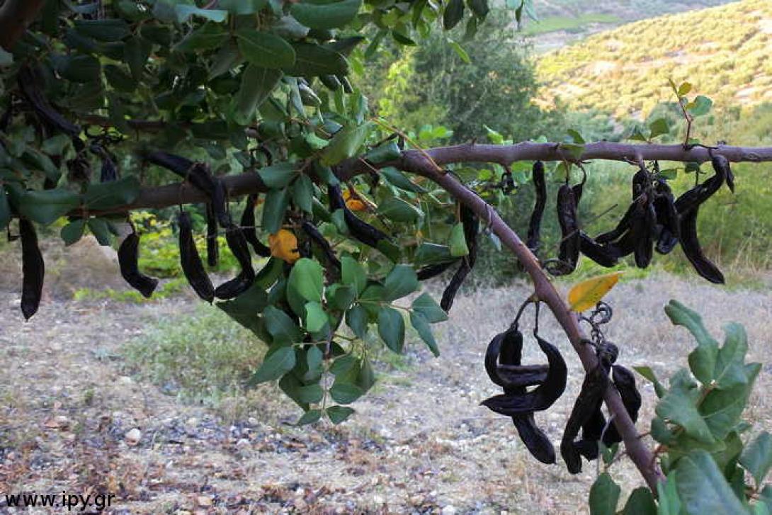 χαρούπια