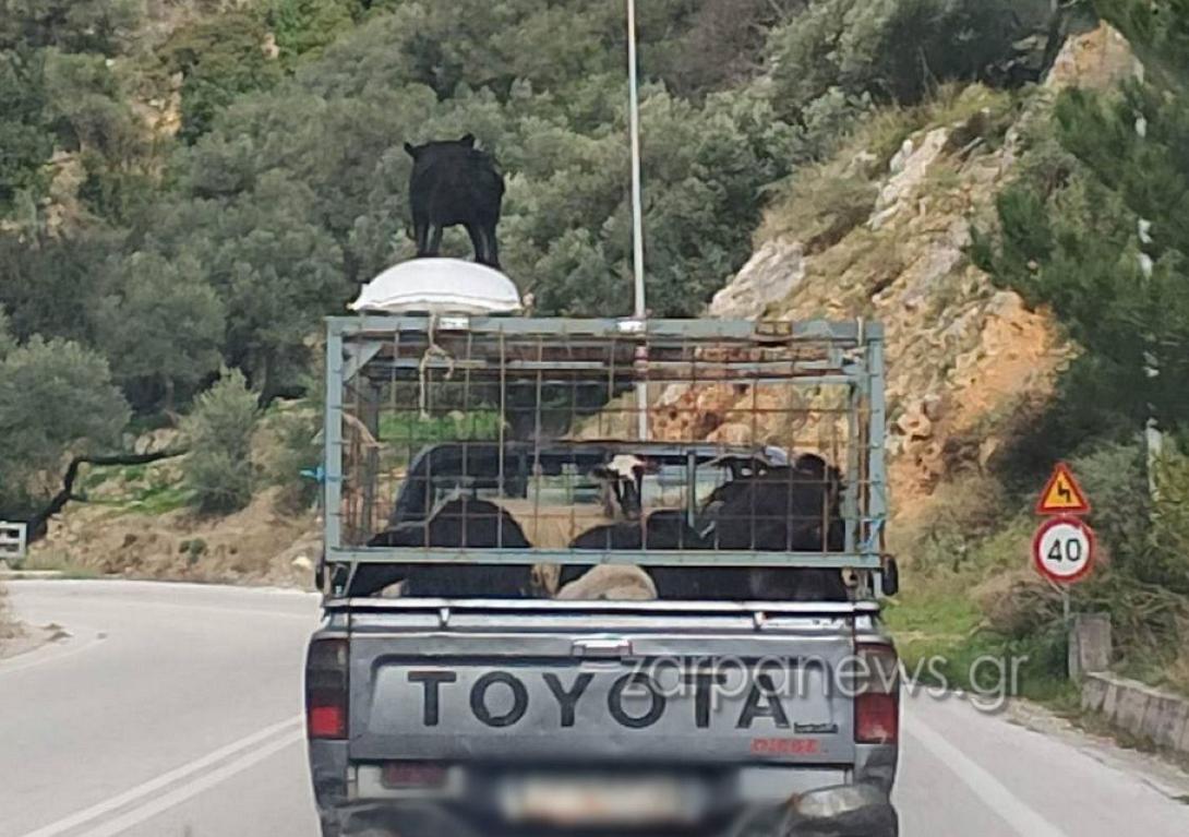 σκύλος - αγροτικο