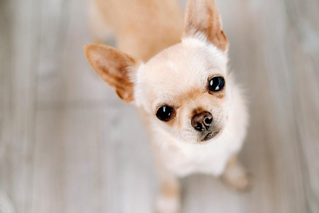 Chihuahua σκυλάκι