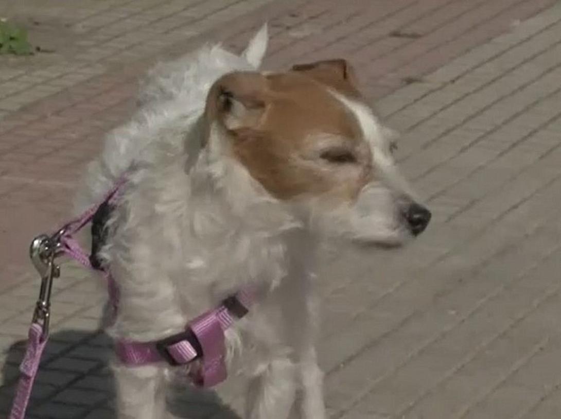 Τάβι