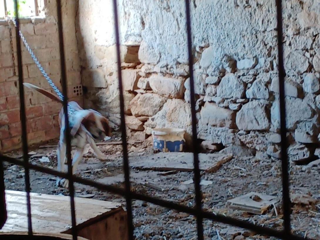 κακοποιηση ζωων