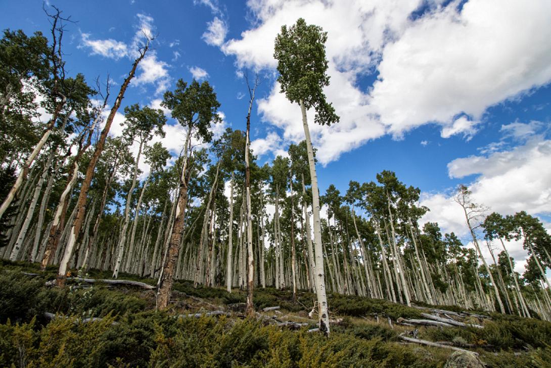 δέντρα λεύκης Pando