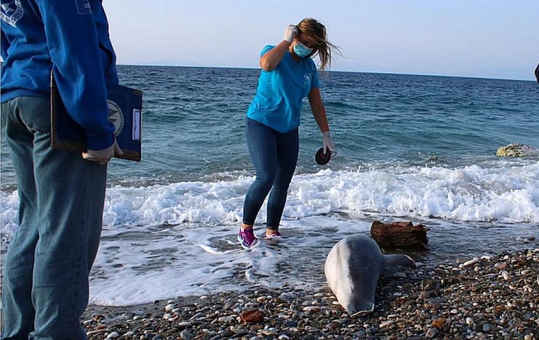 δελφίνι Σάμος