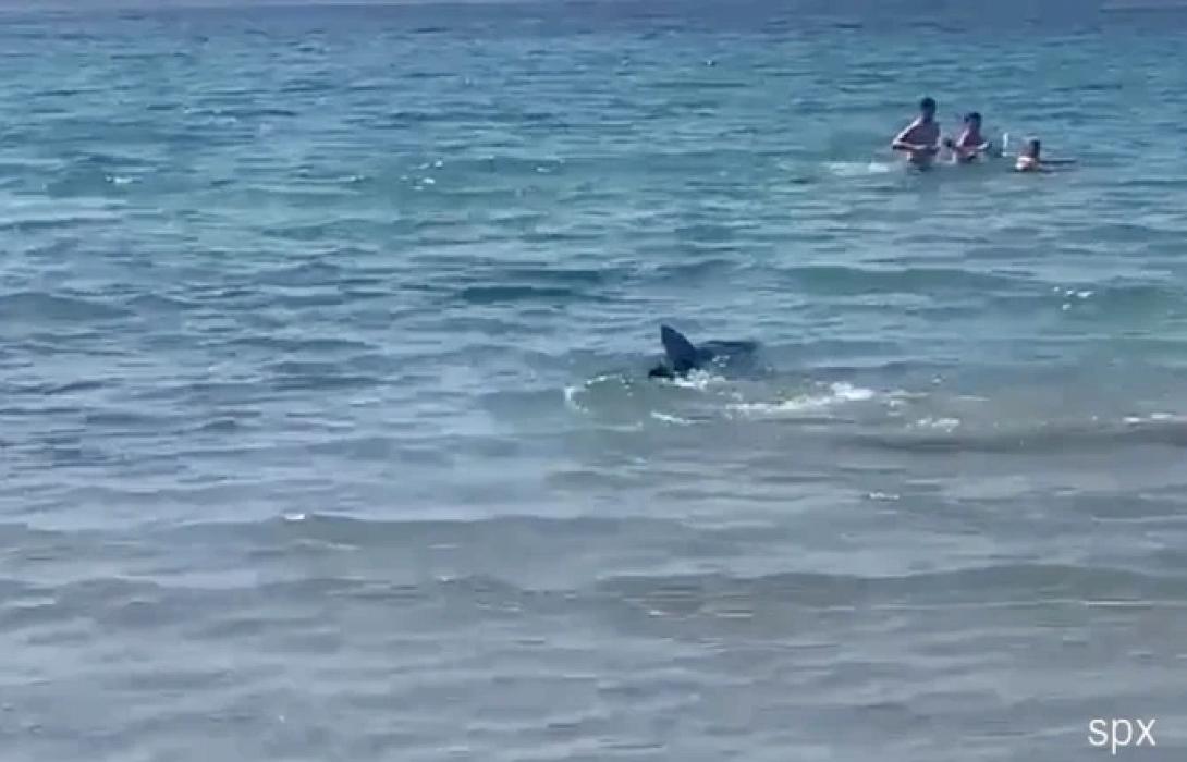 ΚΑΡΧΑΡΙΑΣ ΣΕ ΠΑΡΑΛΙΑ