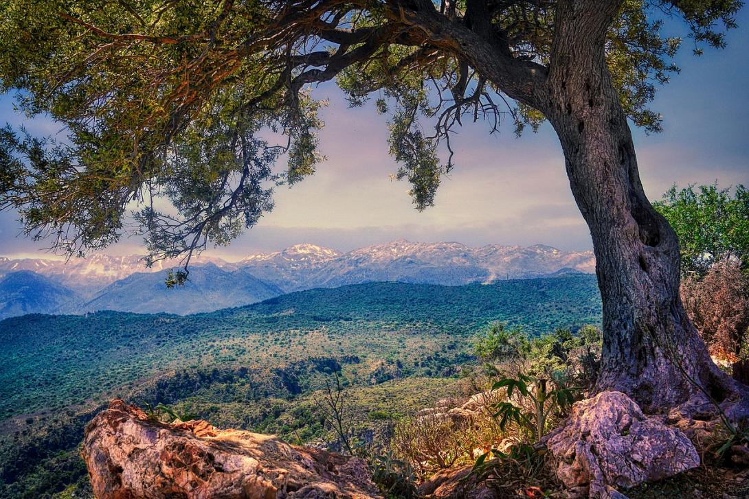 δεντρο βουνά καιρος