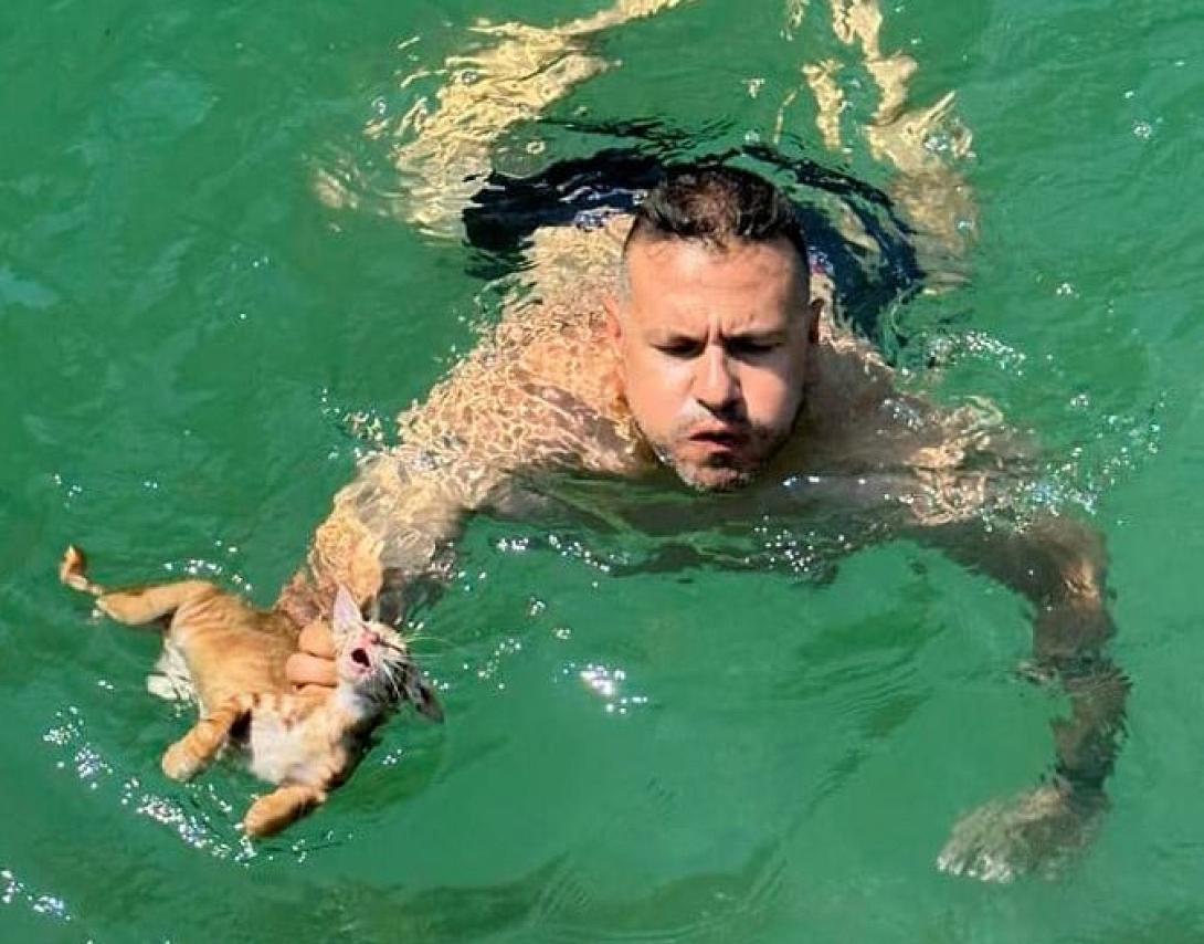 γατακι