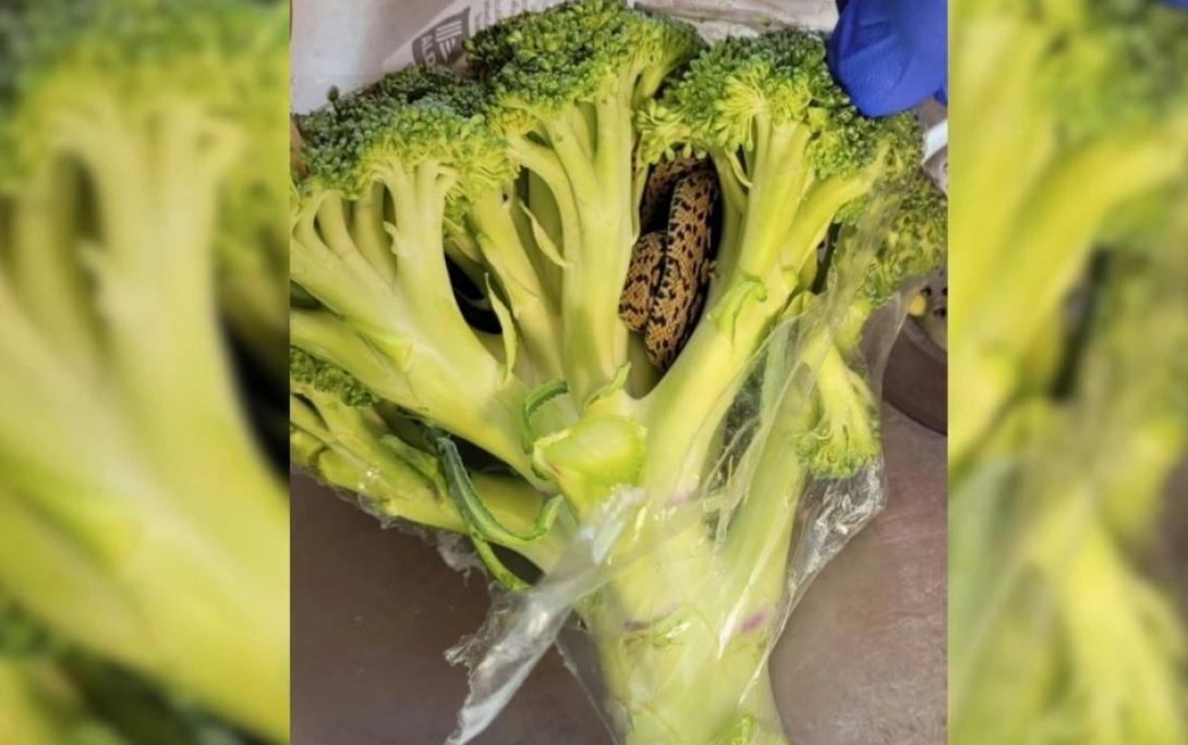 φίδι μπρόκολο