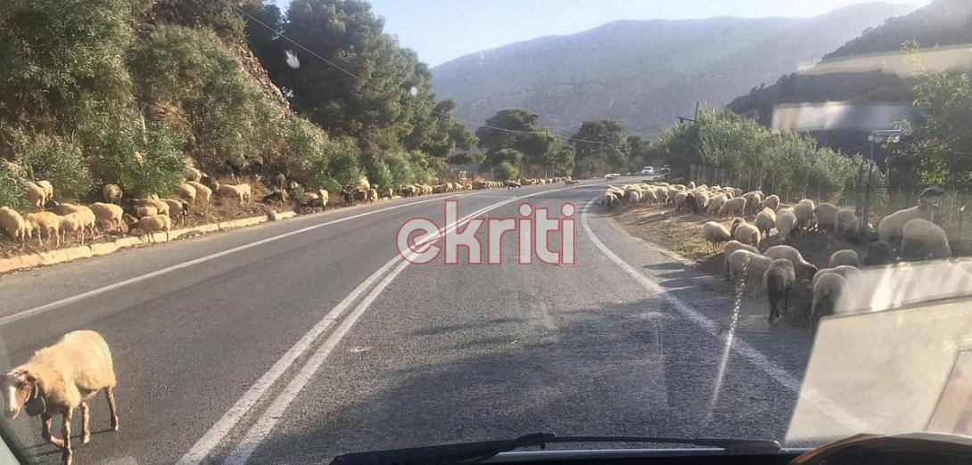 βοακ αρνιά