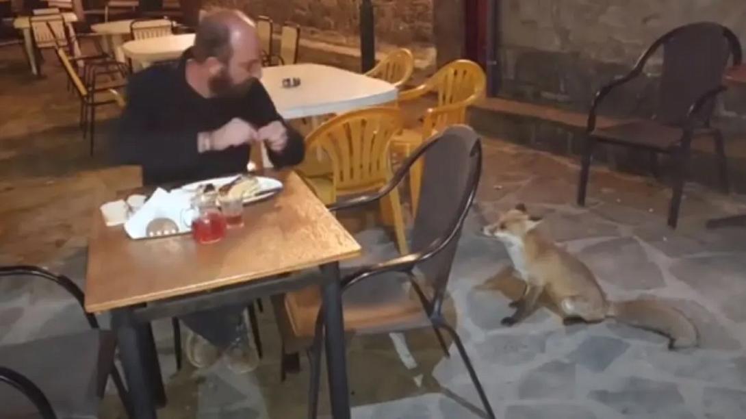 αλεπου