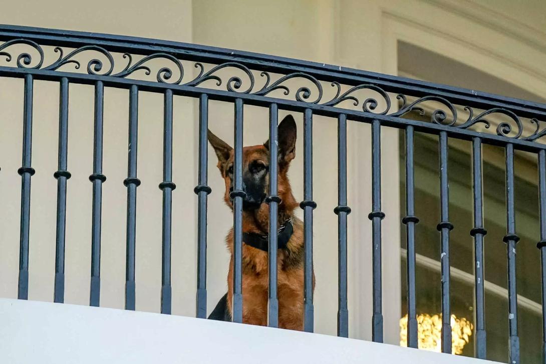 σκυλος μπαιντεν