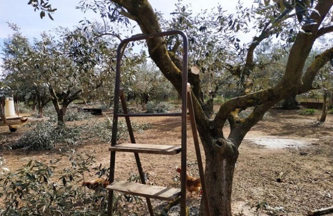 ΕΛΙΕς