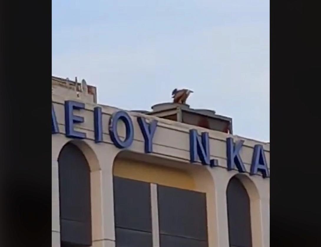 Γυπαετός