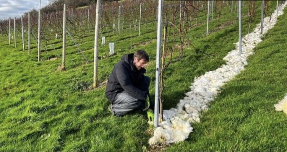 μαλλι προβατου