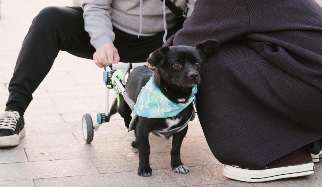 σκύλος - αμαξίδιο