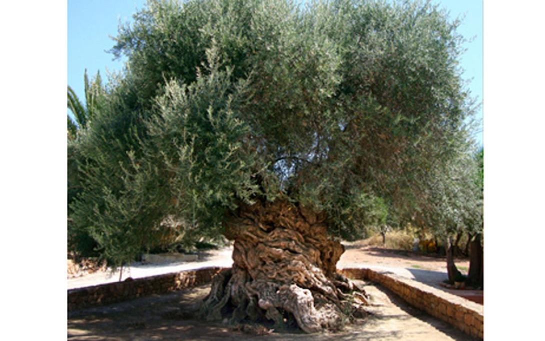 ελια βουβων