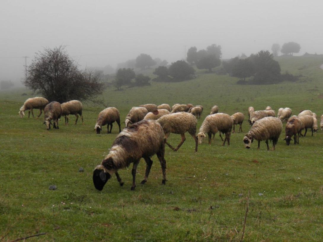 βόσκηση