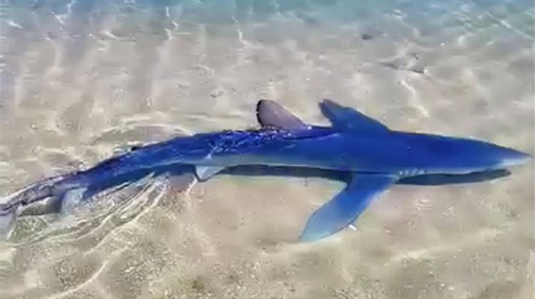 καρχαρίας γλυφάδα