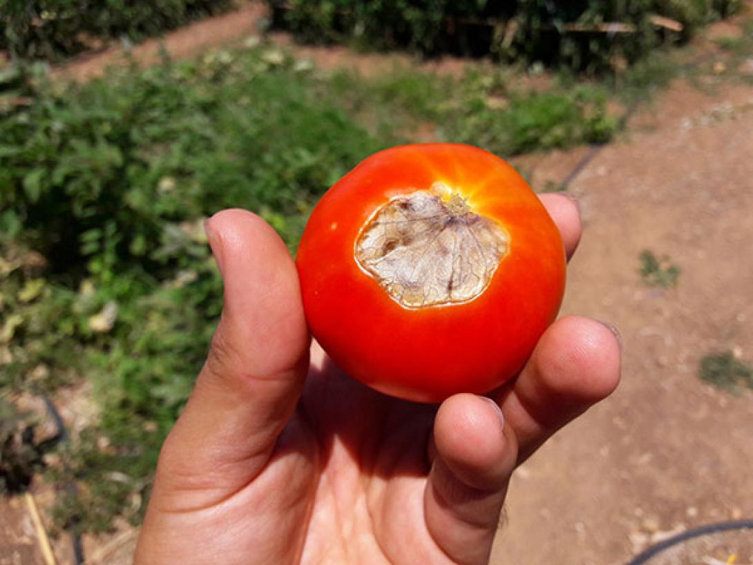 tuta absoluta