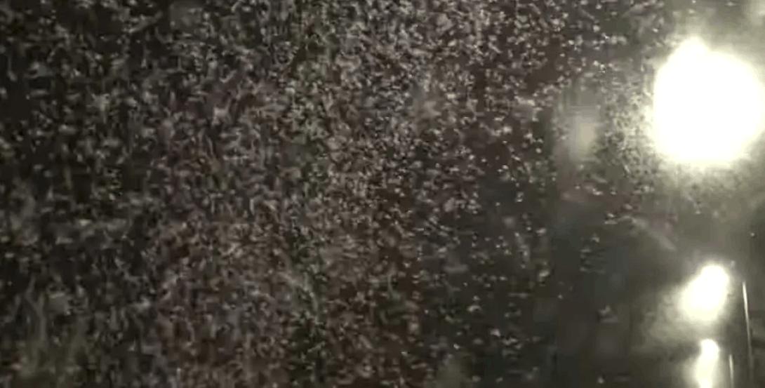 ΕΝΤΟΜΑ - ΛΑΡΙΣΑ