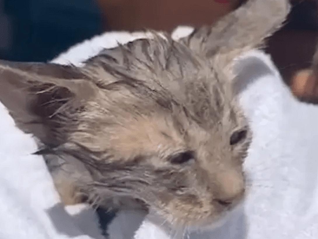 γατα σπετσες