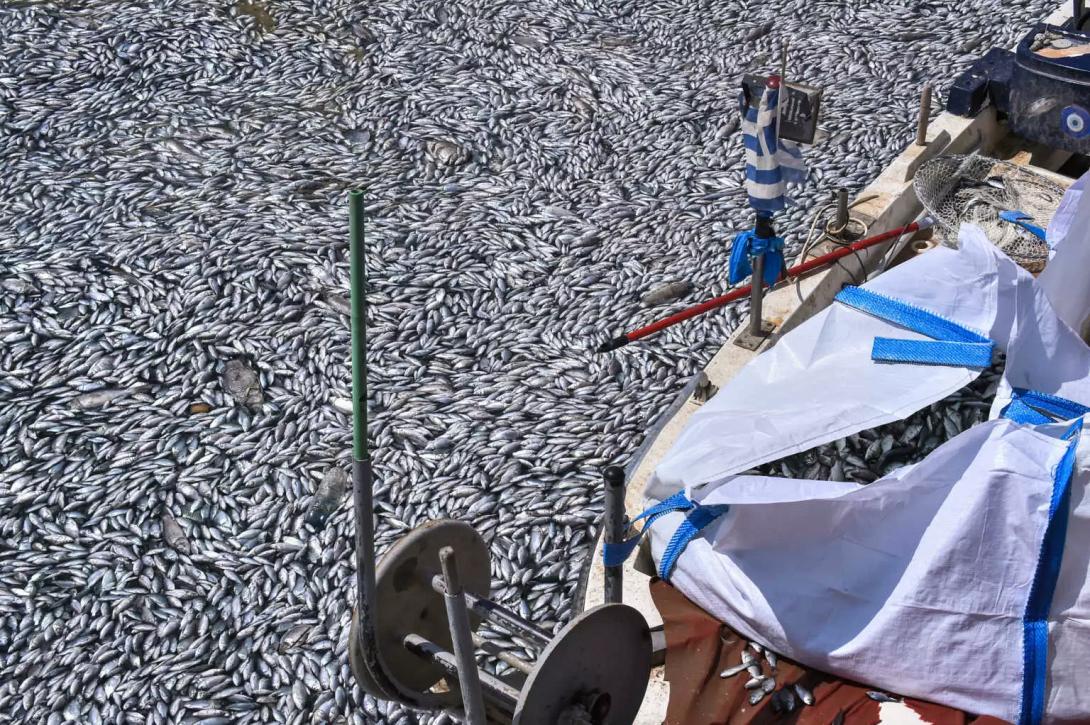 Βόλος ψάρια