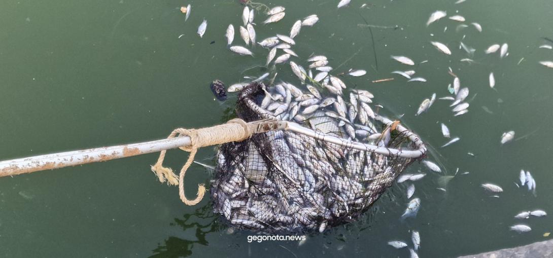 νεκρά ψάρια