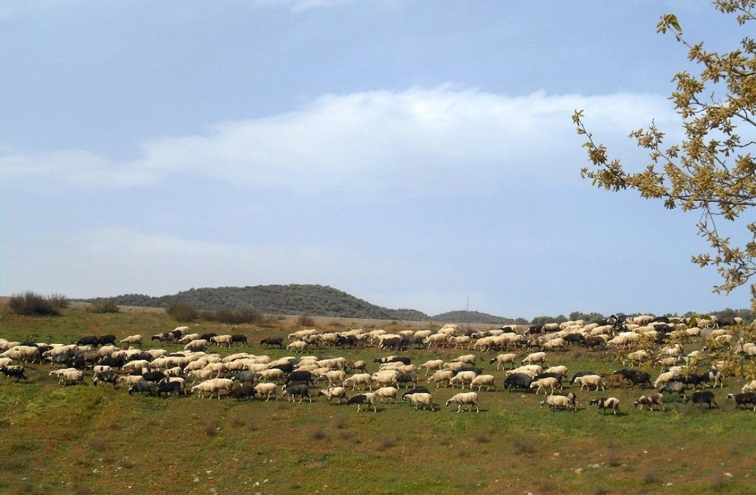 πρόβατα